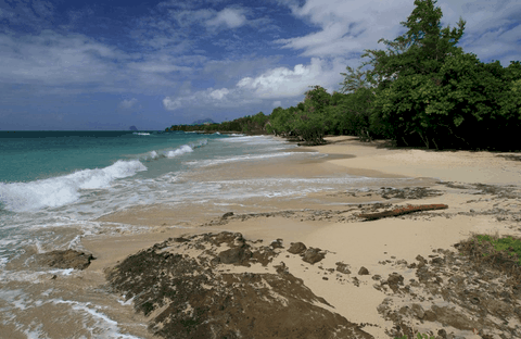 Plage De Fond Banane